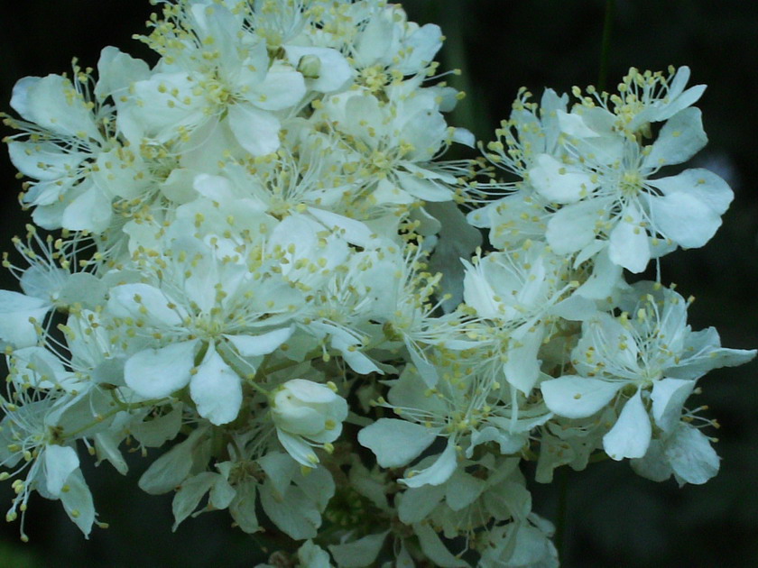 Val di ledro Filipendula vulgaris Moench